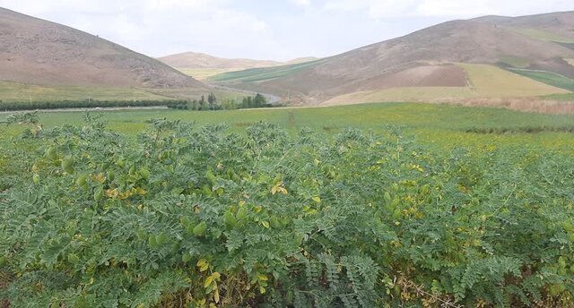 نهضت مبارزه بیولوژیک در لرستان؛ رهاسازی دو هزار زنبور براکون در هر هکتار مزارع نخود