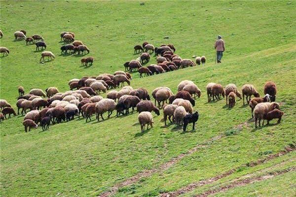 چرا ۱۹ هزار پروانه چرا صادر شد؟؛ مدیریت علمی ۶۵۰ هزار هکتار از مراتع لرستان در مسیر توسعه پایدار ‌