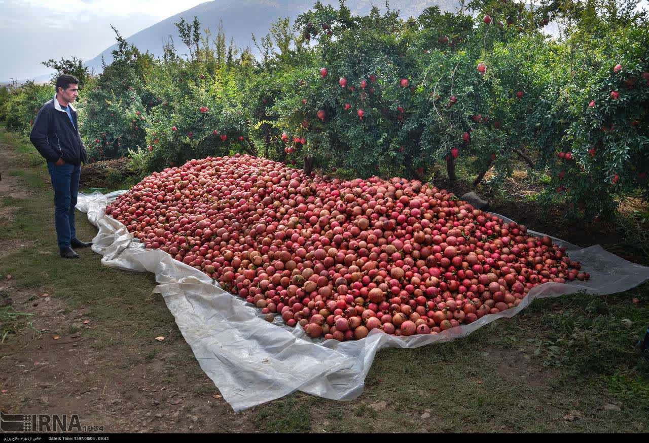 مدیر کل میراث فرهنگی استان لرستان:قدمت ۱۸۰۰ ساله انار در لرستان